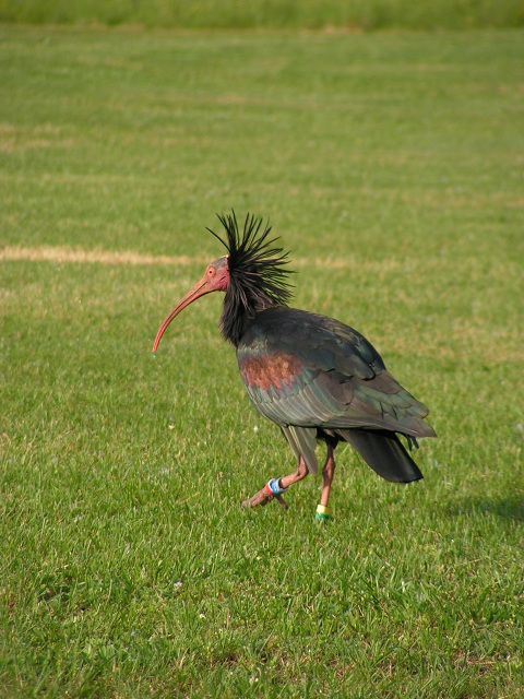 ibis eremita